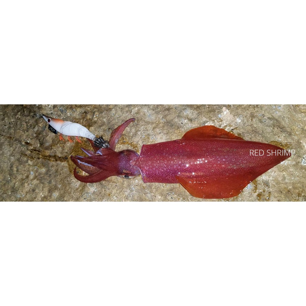 DTD Totanara Eging Red Shrimp news 2020